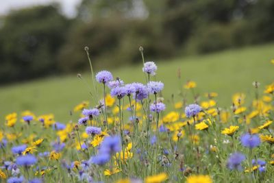 Close-up of purple flowering plant on field