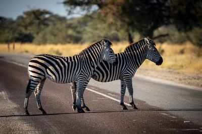 Side view of two zebra