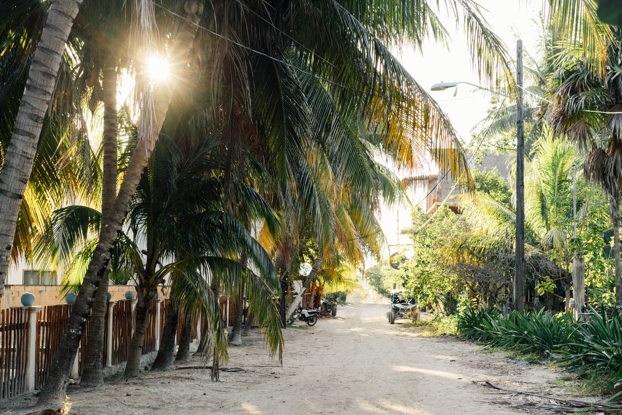 tree, palm tree, plant, tropical climate, nature, sunlight, growth, the way forward, day, tropics, footpath, land, outdoors, no people, beauty in nature, architecture, jungle, street, resort, road, tranquility, sky, green, coconut palm tree, transportation, city