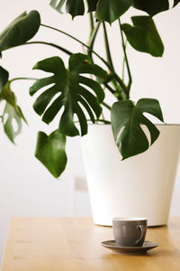 A gray cup with espresso coffee stands on a wooden table against the background of a monstera plant.