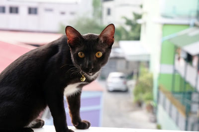 Close-up portrait of a cat