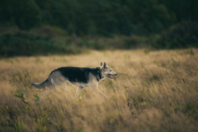 Side view of horse running on field