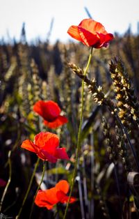 Close-up of red poppy blooming in field