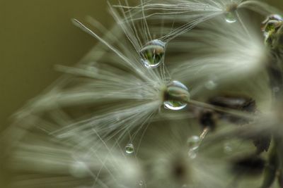 Close-up of water drops on dandelion