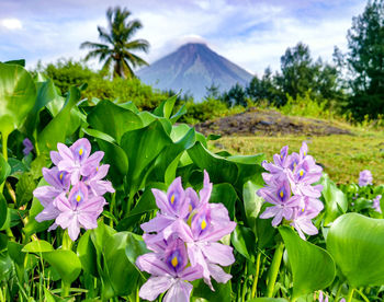Close-up of purple flowering plants on field
