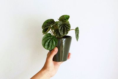 Close-up of hand holding plant against white background