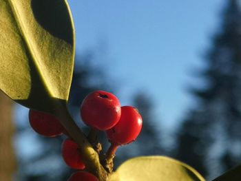 Low angle view of fruits on tree against sky