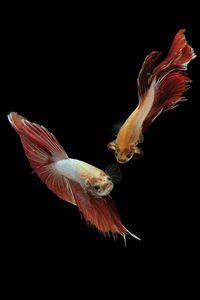 Close-up of fish swimming in sea