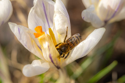 Close-up of bee pollinating on flower