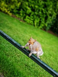 Squirrel on grass