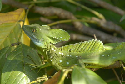 Close-up of reptile in the wild