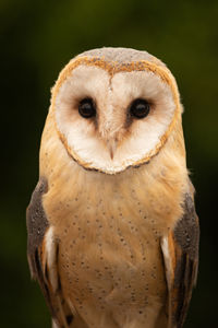 Breasted barn owl