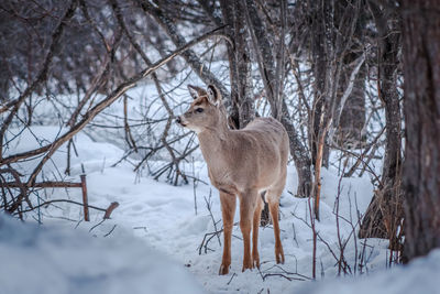Sheep standing on snow covered field