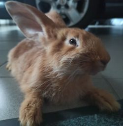 Close-up of rabbit looking away