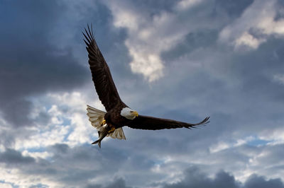 Low angle view of bird flying against sky