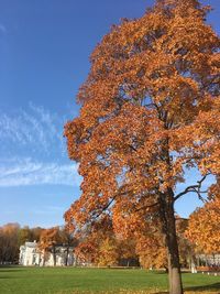 Autumn tree on field in park against sky