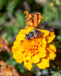 Close-up of bee pollinating on yellow flower