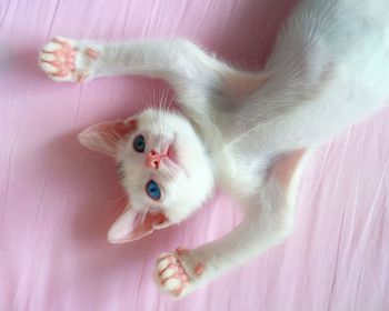 High angle view of white kitten resting on pink bed