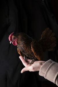 Midsection of person holding bird against black background