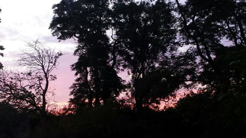 Low angle view of trees against sky