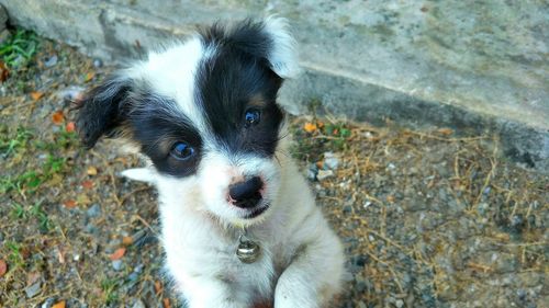 High angle portrait of dog on field