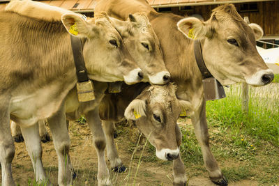 Cows in a field