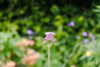 Close-up of purple flower against blurred background