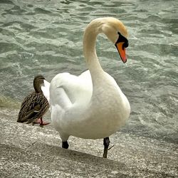 Swans swimming in lake