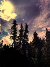 Silhouette pine trees against sky during sunset