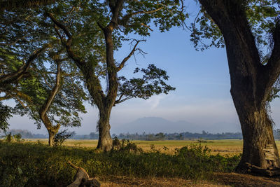 Trees on field against sky