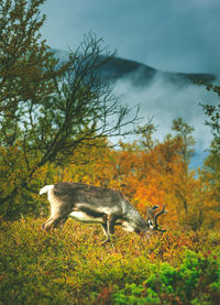 View of sheep on field