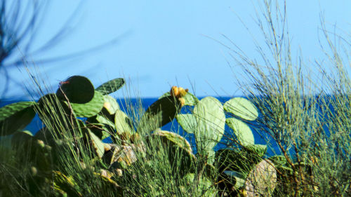 Close-up of plants growing on field