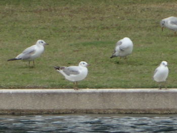 Seagulls perching on riverbank