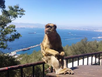 Monkey on railing by sea against clear sky