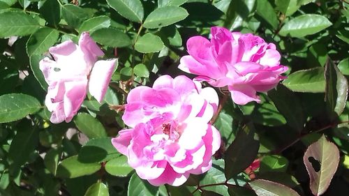 Close-up of pink flower