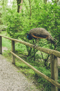 View of a bird on wooden fence