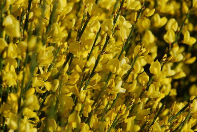 Full frame shot of yellow flowers