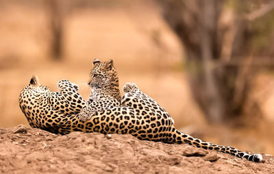 Close-up of cheetah