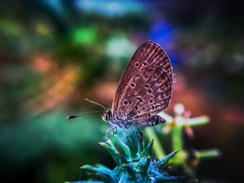 Close-up of butterfly on flower