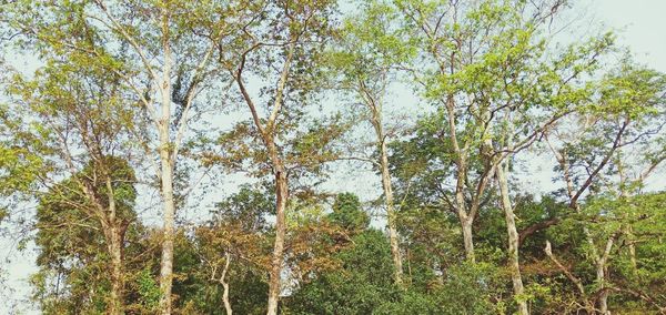 Low angle view of trees in forest against sky