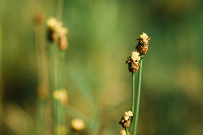 Close-up of wilted flower on field