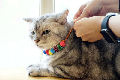 Close-up of hand holding cat