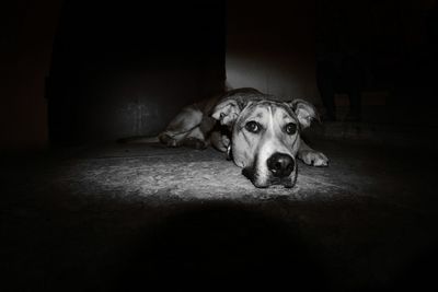 Portrait dog relaxing on doorway at night