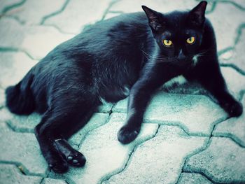 Close-up portrait of black cat