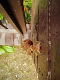 Close-up of snake on plant