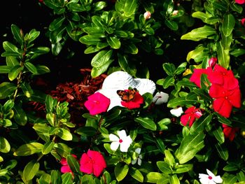 Close-up of pink flowers