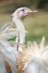 Close-up of a bird looking away