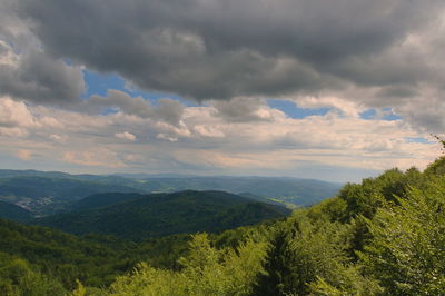 Scenic view of forest against sky