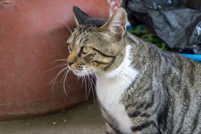 Close-up of a cat looking away