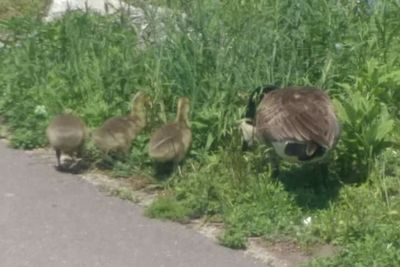 Close-up of ducks on grass